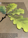 Sticky Notes Oak leaves Summer Green